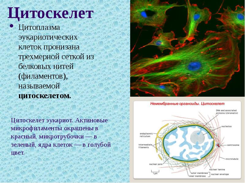 Строение ядра эукариотической клетки презентация 10 класс