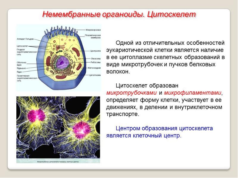 Какая клеточная органелла обозначена на фотографии вопросительным знаком в какой