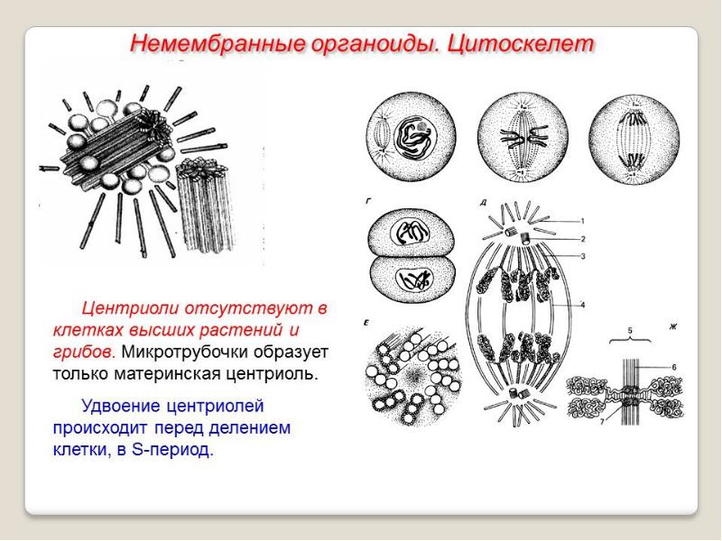 Презентация мембранные органоиды клетки