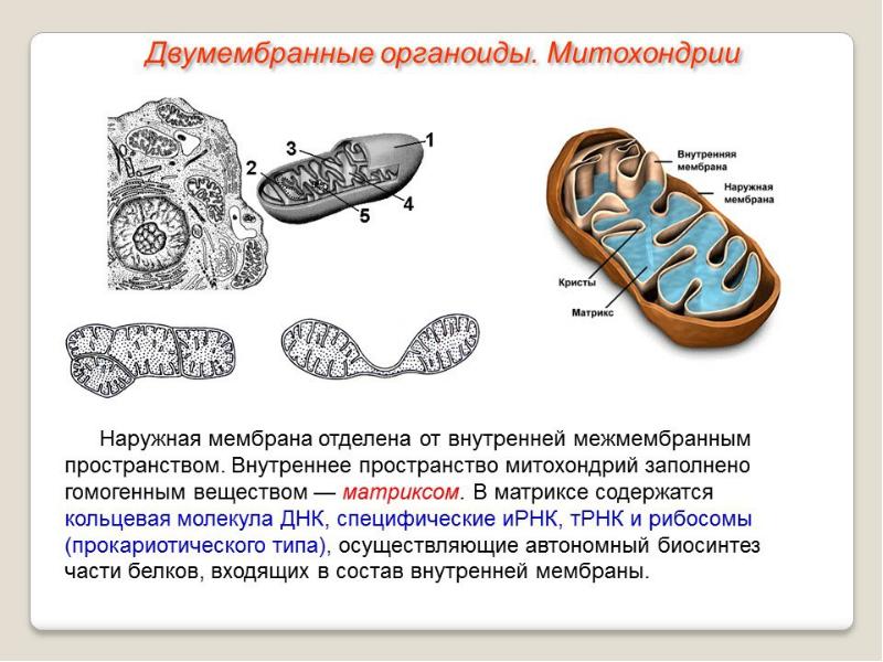 Изображенный на рисунке органоид образуется из мембран эпс мембраны этого органоида способны