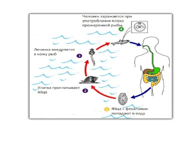 Схема развития описторхоза