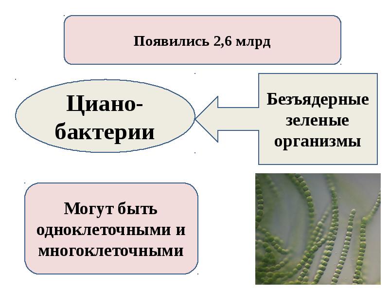 Рассмотрите схему отражающую развитие растительного мира земли овес роза улотрикс