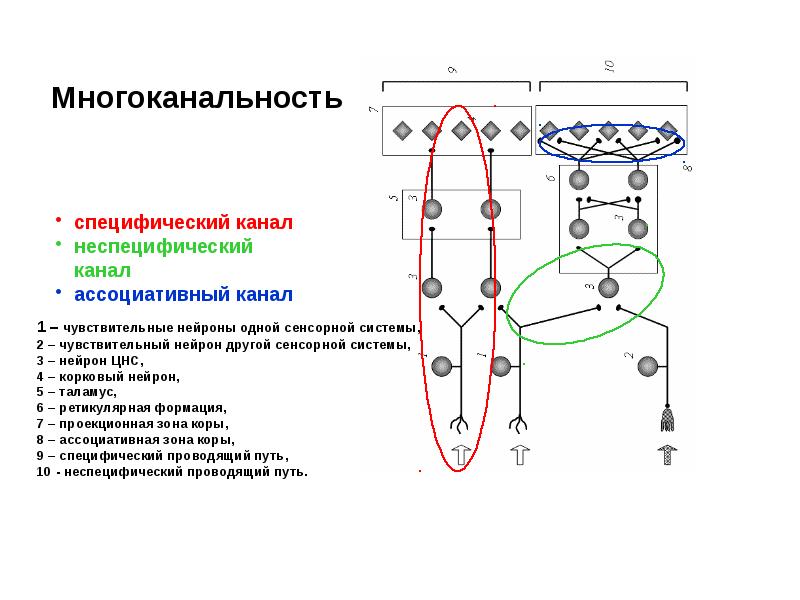 Физиология сенсорных систем картинки