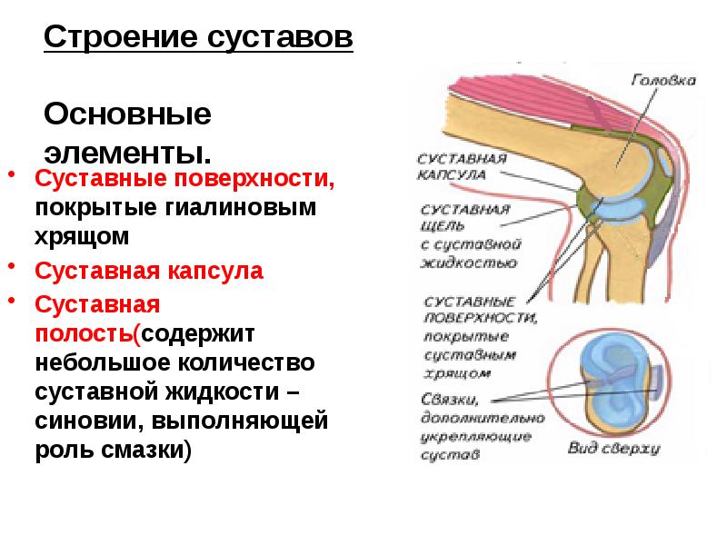 Суставные поверхности конгруэнтны