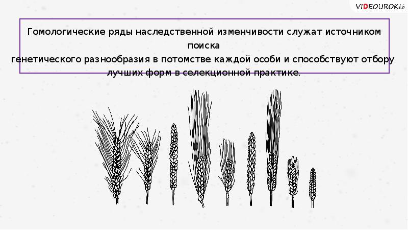 Презентация закон гомологических рядов наследственной изменчивости 10 класс