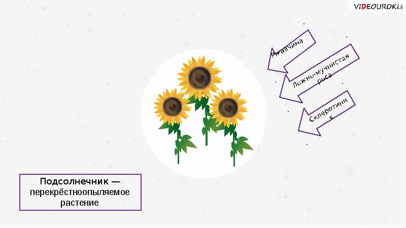 Основы селекции и биотехнологии презентация