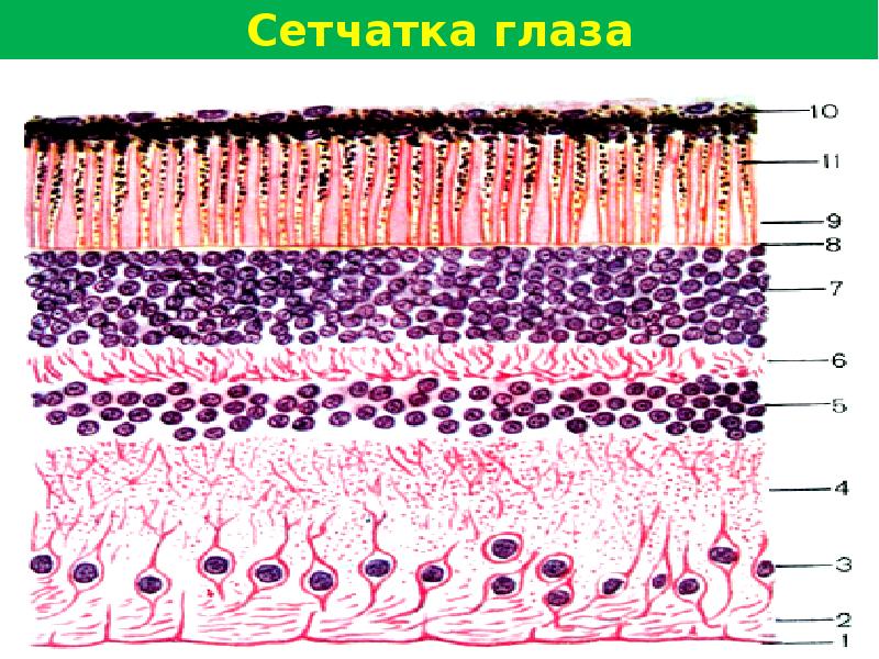 На рисунке пигментного эпителия сетчатки изображены гранулы меланина расположенные