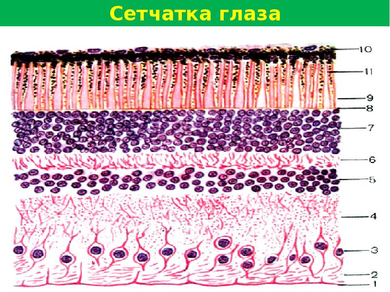 На рисунке пигментного эпителия сетчатки изображены гранулы меланина