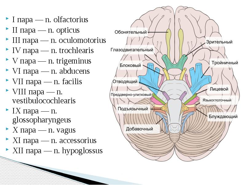 Черепно мозговые нервы неврология презентация