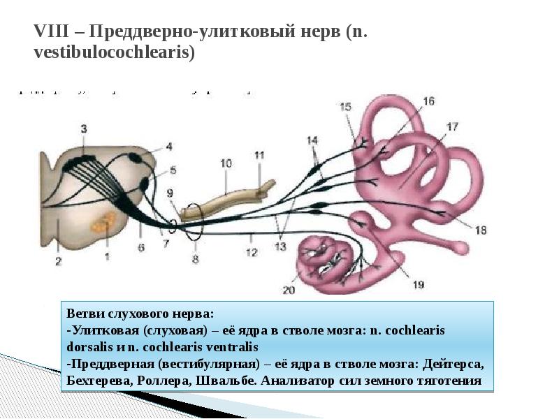 Черепно-мозговые нервы. Методы их исследования и симптомы поражения