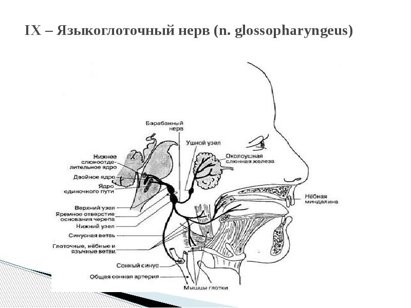 Схема подъязычного нерва