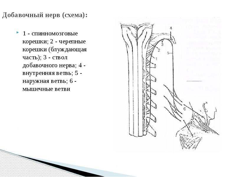 Добавочный нерв презентация