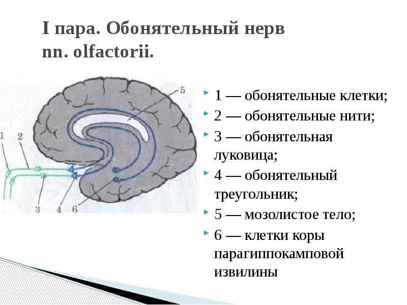 Обонятельный нерв рисунок с обозначениями