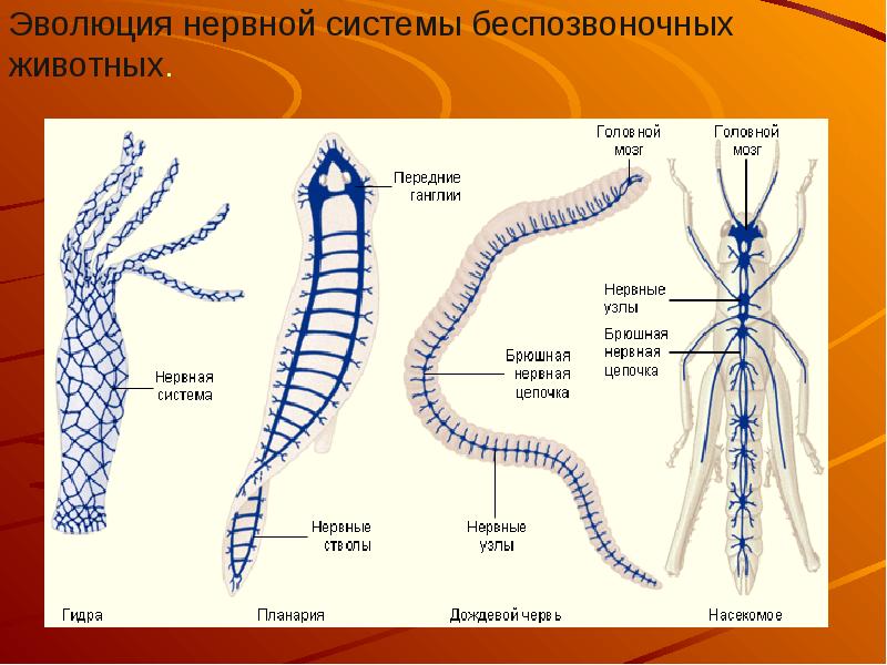 Презентация эволюция нервной системы