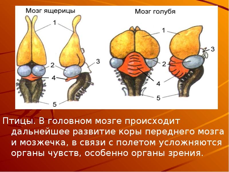 Строение мозга птиц рисунок