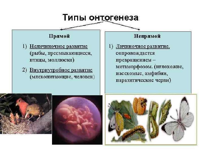 Типы онтогенеза презентация