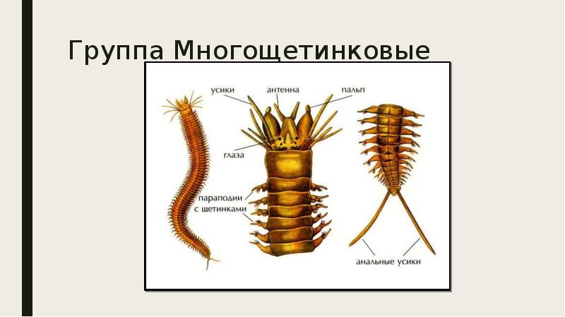 Полость тела многощетинковых червей. Размножение многощетинковых. Многощетинковые щетки. Опорно двигательная система многощетинковых. Многощетинковые поясок.