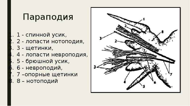 Параподия нереиды рисунок