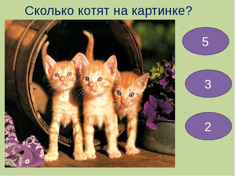 Сколько котиков. Сколько котят на картинке. Сколько котов на картинке. Сколько на картинке кошечек. Сколько котят на картинке игра.