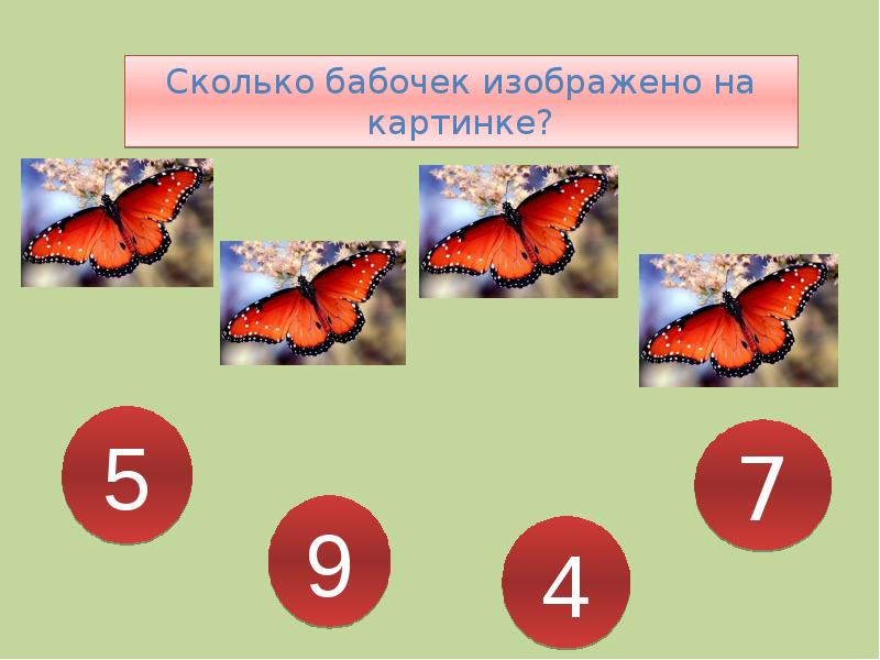 Живые тропические бабочки. Музей тропических бабочек вднх. Тропические бабочки и их названия. Бабочка морфо. Махаон бабочка махаон.