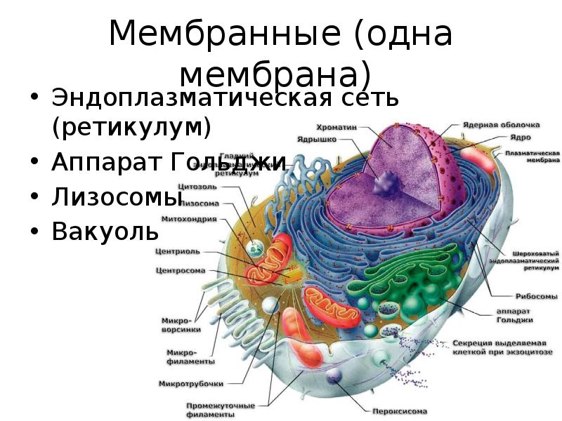 Презентация мембранные органоиды клетки