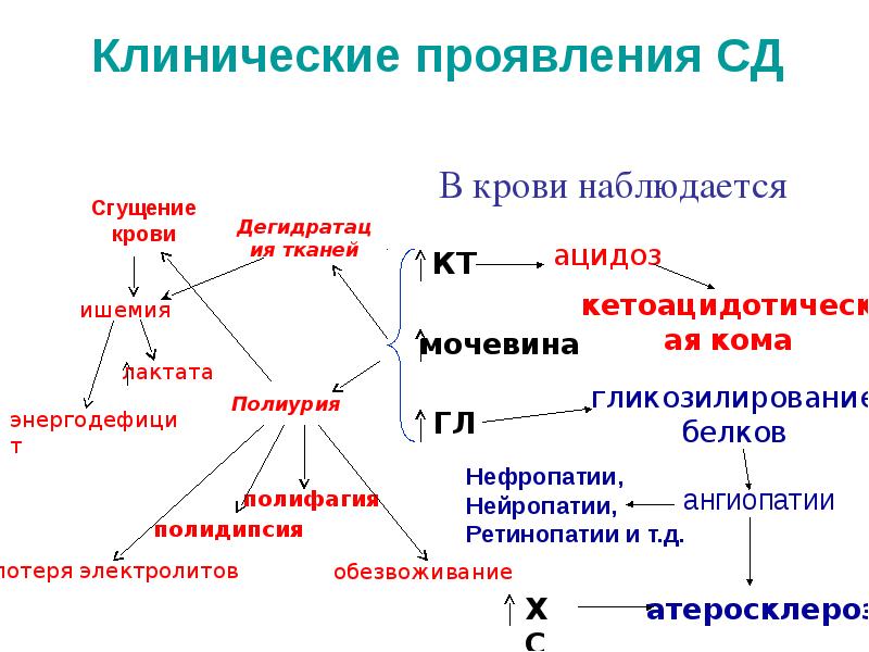 Роль в обмене веществ и энергии углеводов