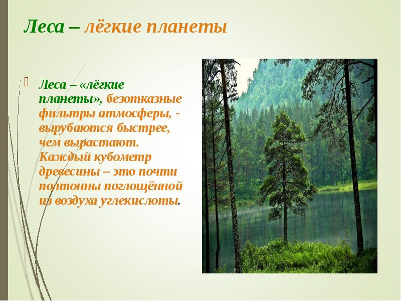 Леса – лёгкие планеты Леса – «лёгкие планеты», безотказные фильтры атмосферы,