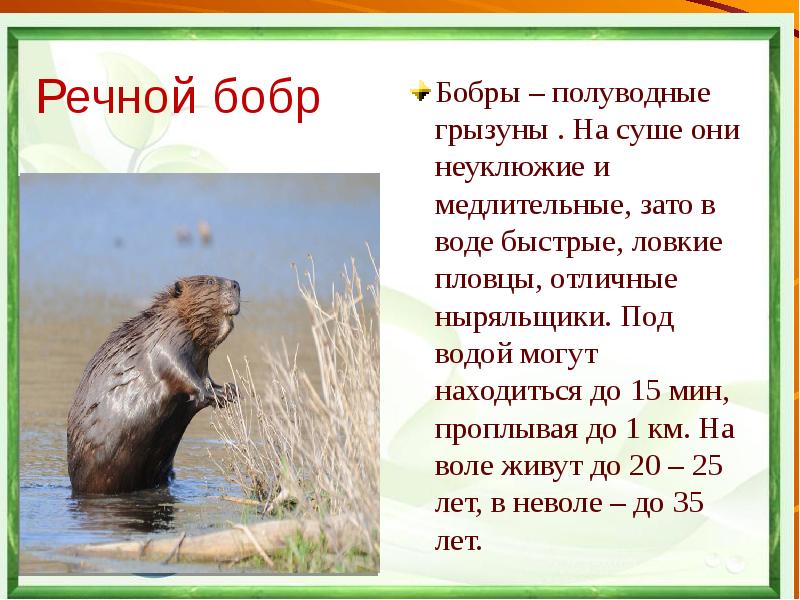 Животные из красной книги воронежской области фото и описание
