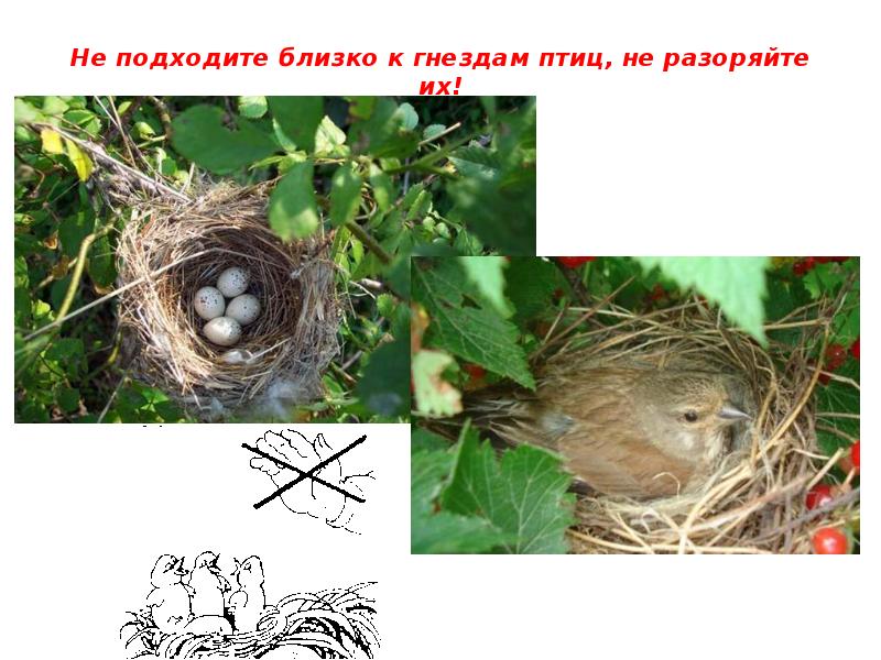 Гнезда птиц названия. Разоренные гнезда птиц. Птичье гнездо. Гнездо для птиц.. Птица строит гнездо.