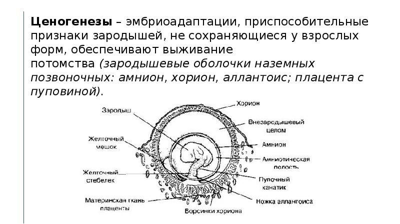 Амнион эмбриона