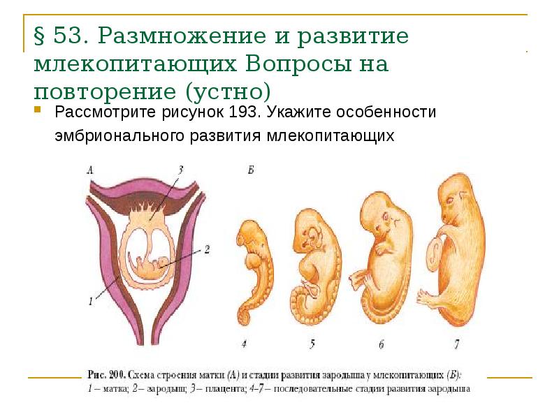 Схема жизненный цикл млекопитающих