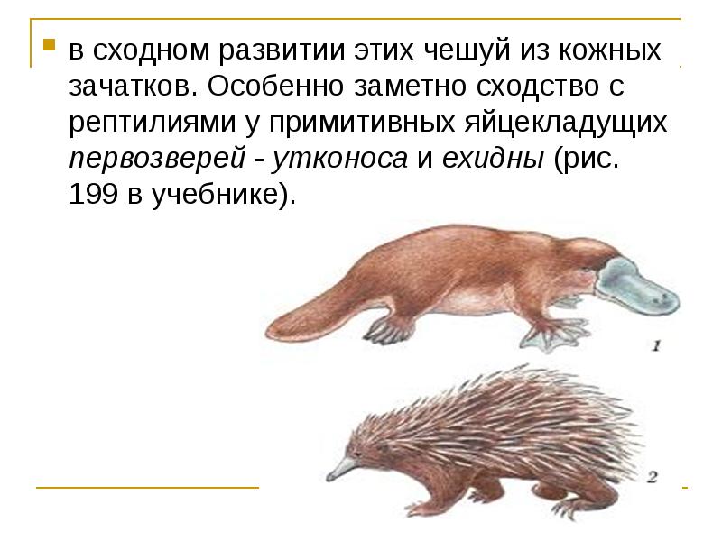 Яйцекладущие млекопитающие презентация