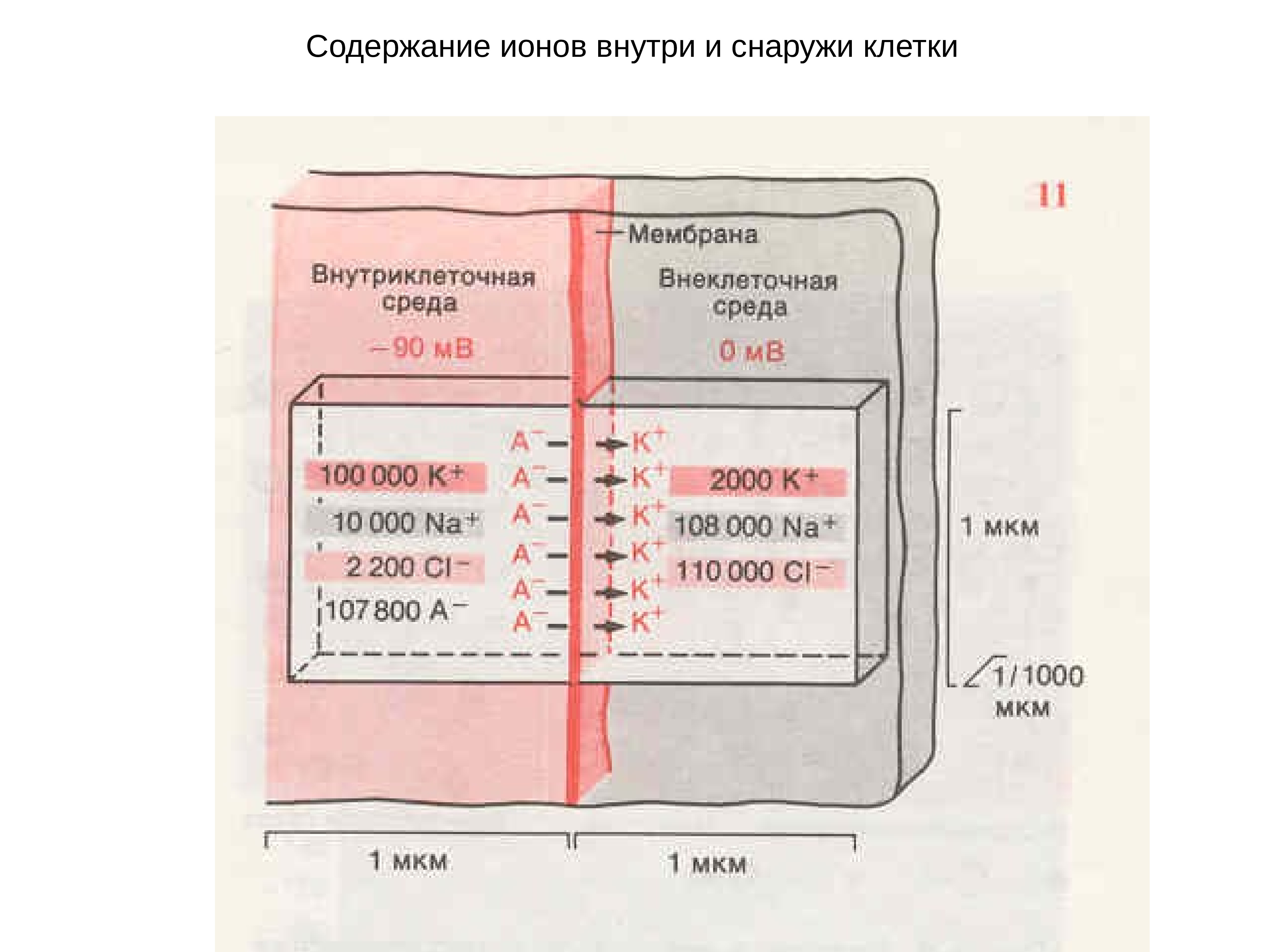 Содержание 15. Содержание ионов снаружи и внутри клетки. Распределение ионов внутри и снаружи клетки. Клетка снаружи и внутри. Характеристика внутри- и внеклеточной среды возбудимой клетки..