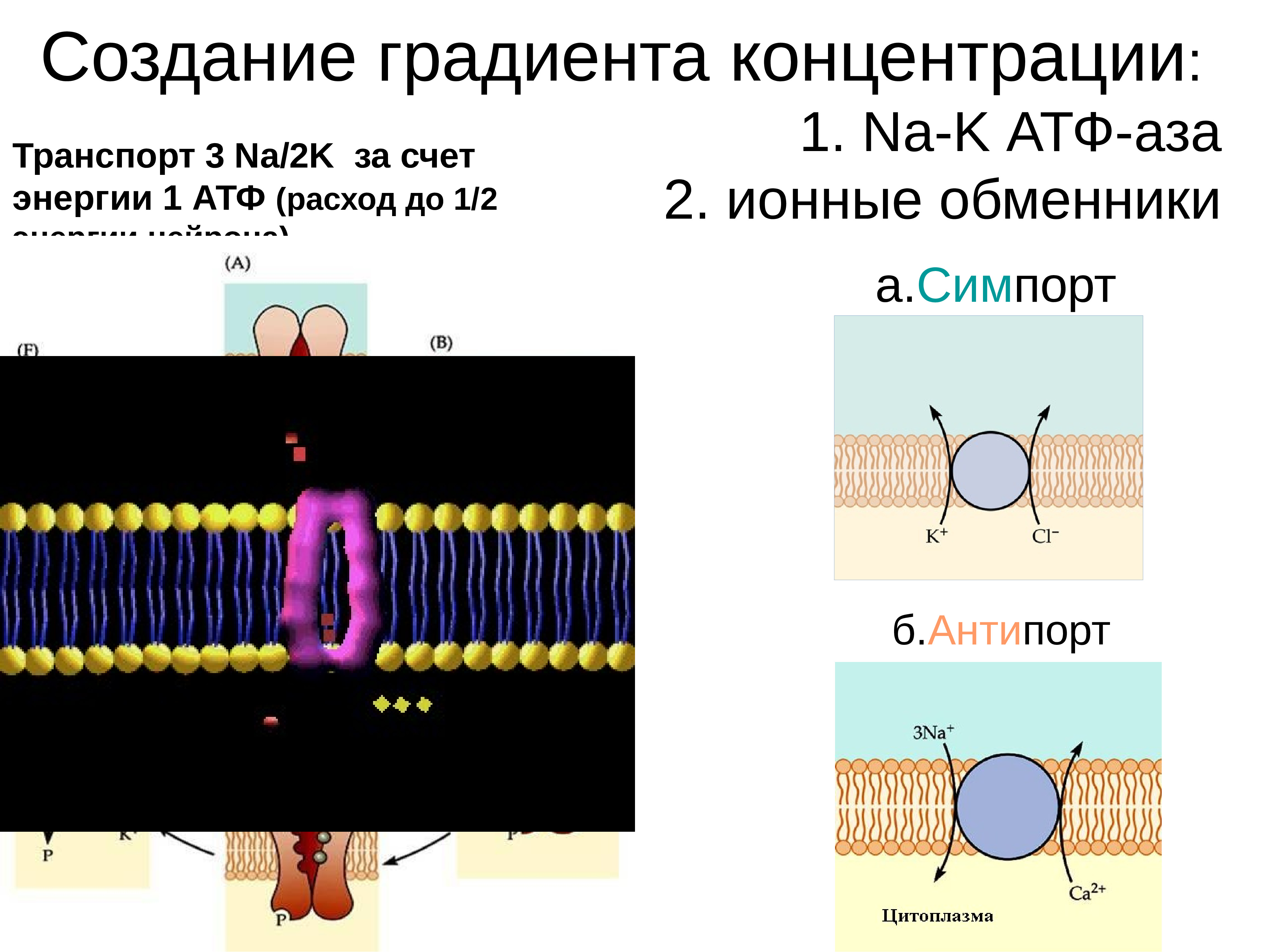 Значение градиента. Диффузия градиент концентрации. Активный транспорт против градиента концентрации. Транспорт веществ против градиента концентрации. Диффузия по градиенту концентрации.