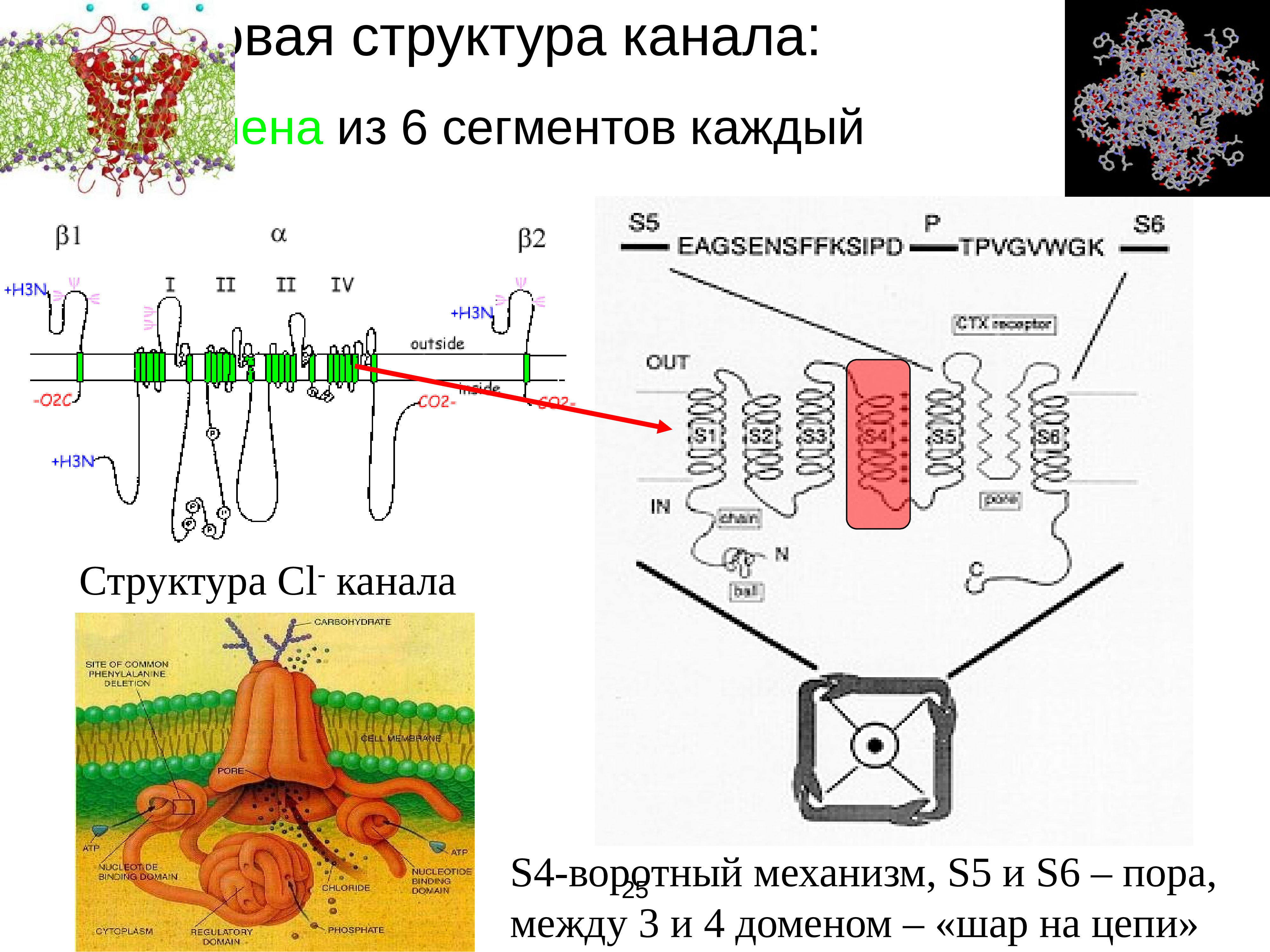 Возбудимые ткани физиология презентация