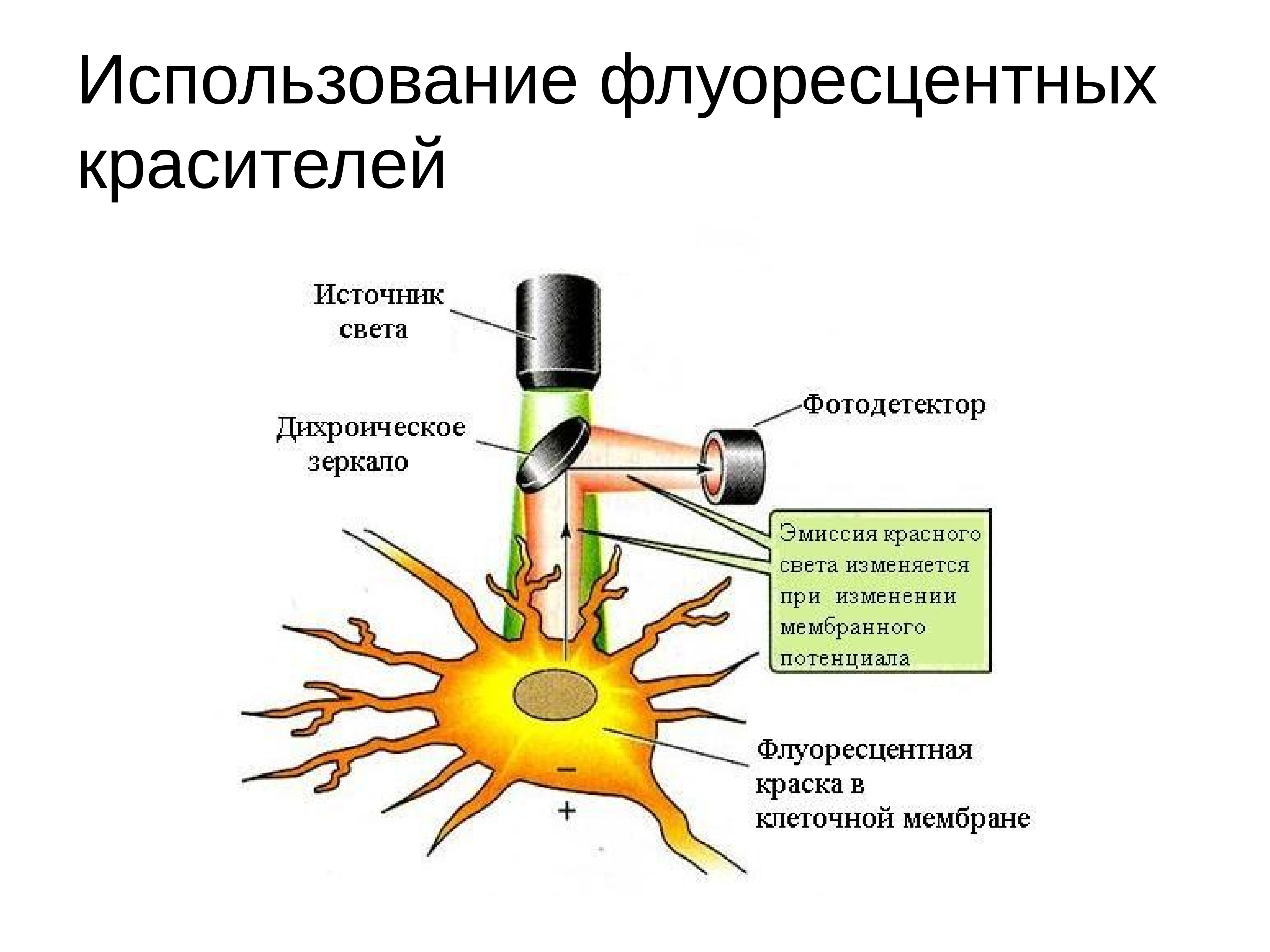 Возбудимые ткани физиология презентация