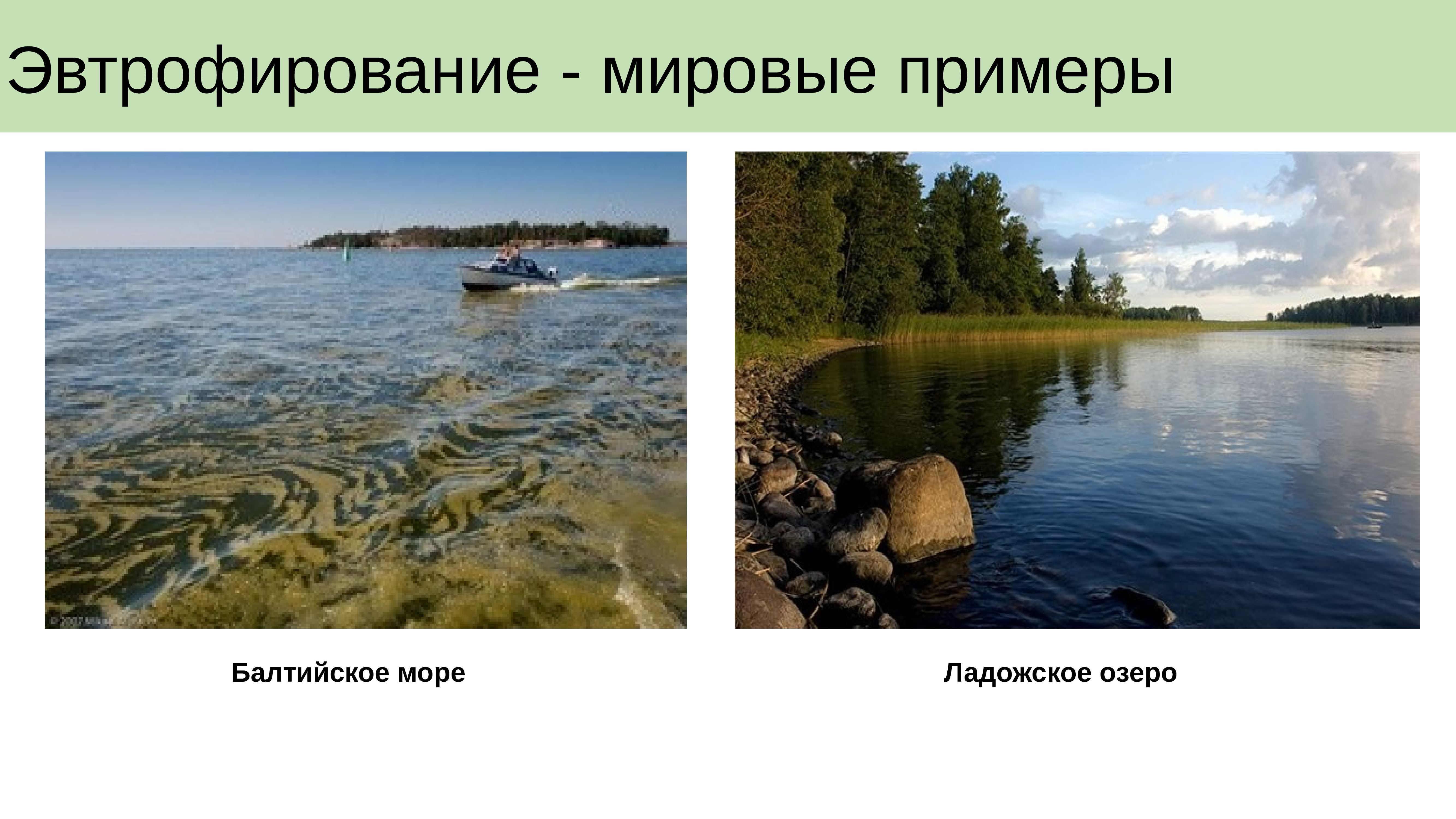 Эвтрофирование водоемов. Эвтрофикация реки. Антропогенное эвтрофирование водоемов. Эвтрофикация водоемов причины. Эвтрофикация водоемов ростовской области.