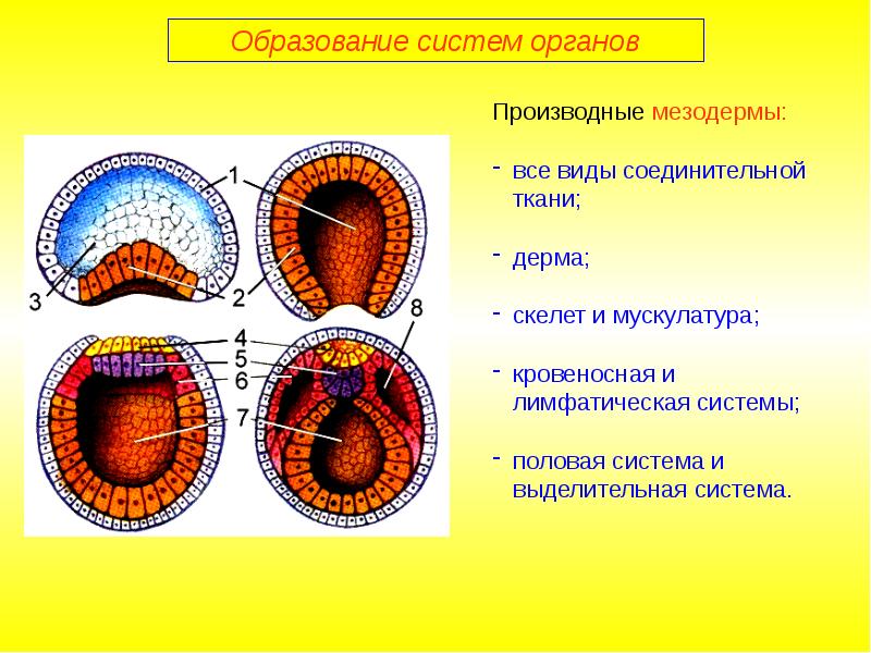 Презентация онтогенез 10 класс биология профильный уровень