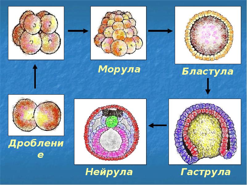 Эмбриональное развитие презентация