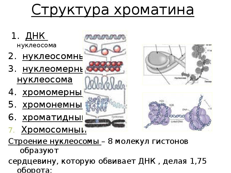 2 хроматина. Хроматин строение. Структура хроматина. Строение нуклеосомы. Химический состав хроматина.