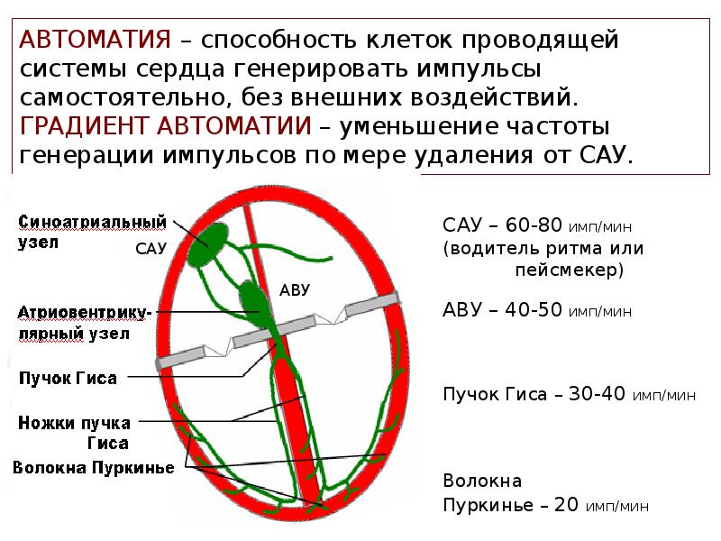 Проводящая система сердца механизм автоматии сердца презентация