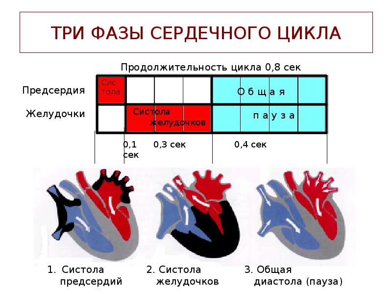 Пассивное наполнение сердца кровью фаза сердечного. Цикл сердечной деятельности схема. Цикл сердечных сокращений таблица. Фазы сердечных сокращений рисунок. Схема систолы и диастолы сердца.