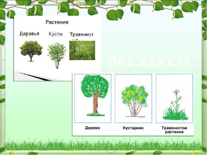 На рисунке изображены кусты. Высота кустарников. Кустарники Самарской. Деревья и кустарники в Самарской области. Кусты деревья Самара.