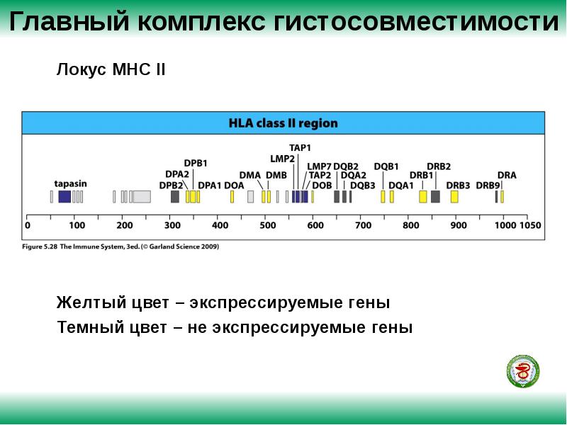 Главный комплекс. МНС главный комплекс гистосовместимости. Главный комплекс гистосовместимости МНС гены. Антигены главного комплекса гистосовместимости таблица. Гены главного комплекса гистосовместимости 1 класса.