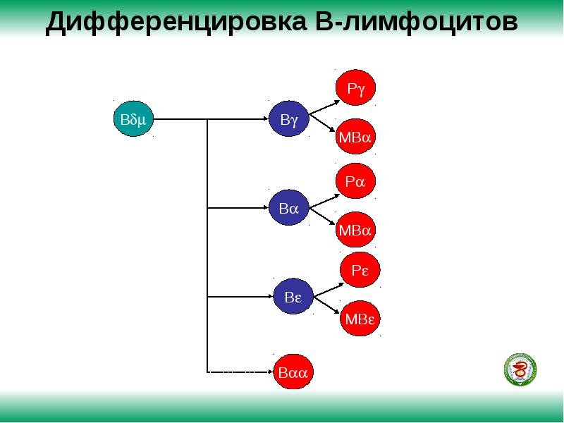 Этапы дифференцировки т лимфоцитов. Стадии антиген независимая дифференцировка т лимфоцитов. Схема дифференцировки т и в лимфоцитов. Схема дифференцировки т и в лимфоцитов. Образование лимфоцитов схема.