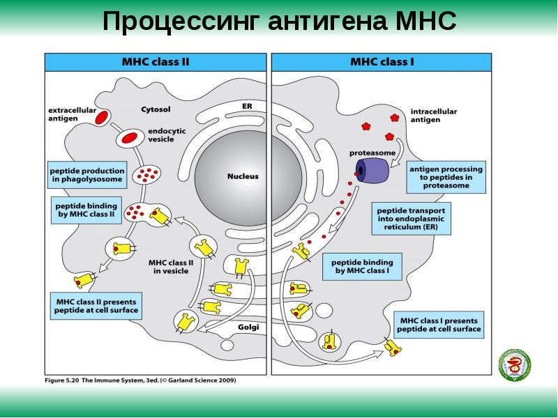 Презентация антигена т лимфоцитам