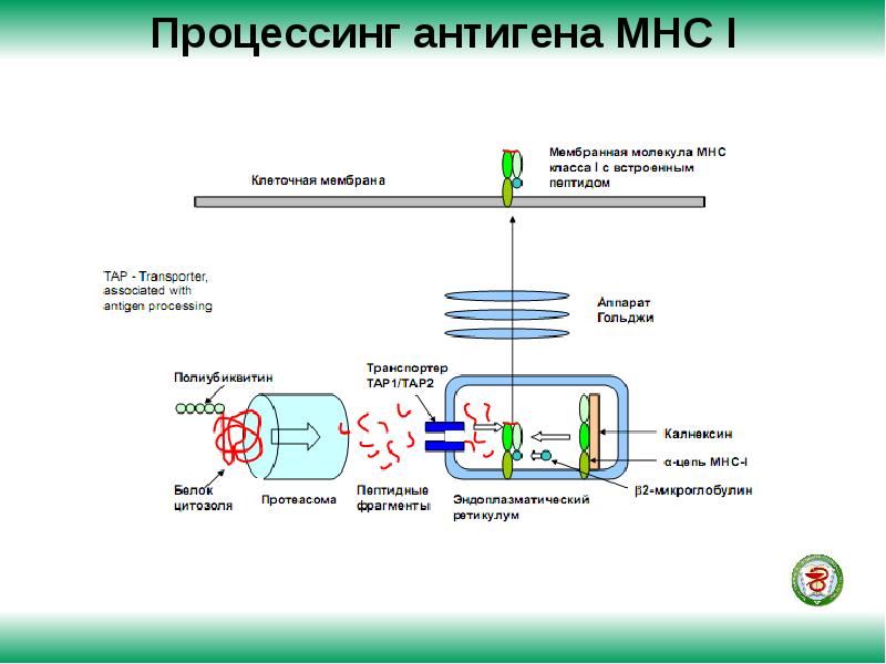 Дефекты процессинга и презентации опухолевых аг характеристика