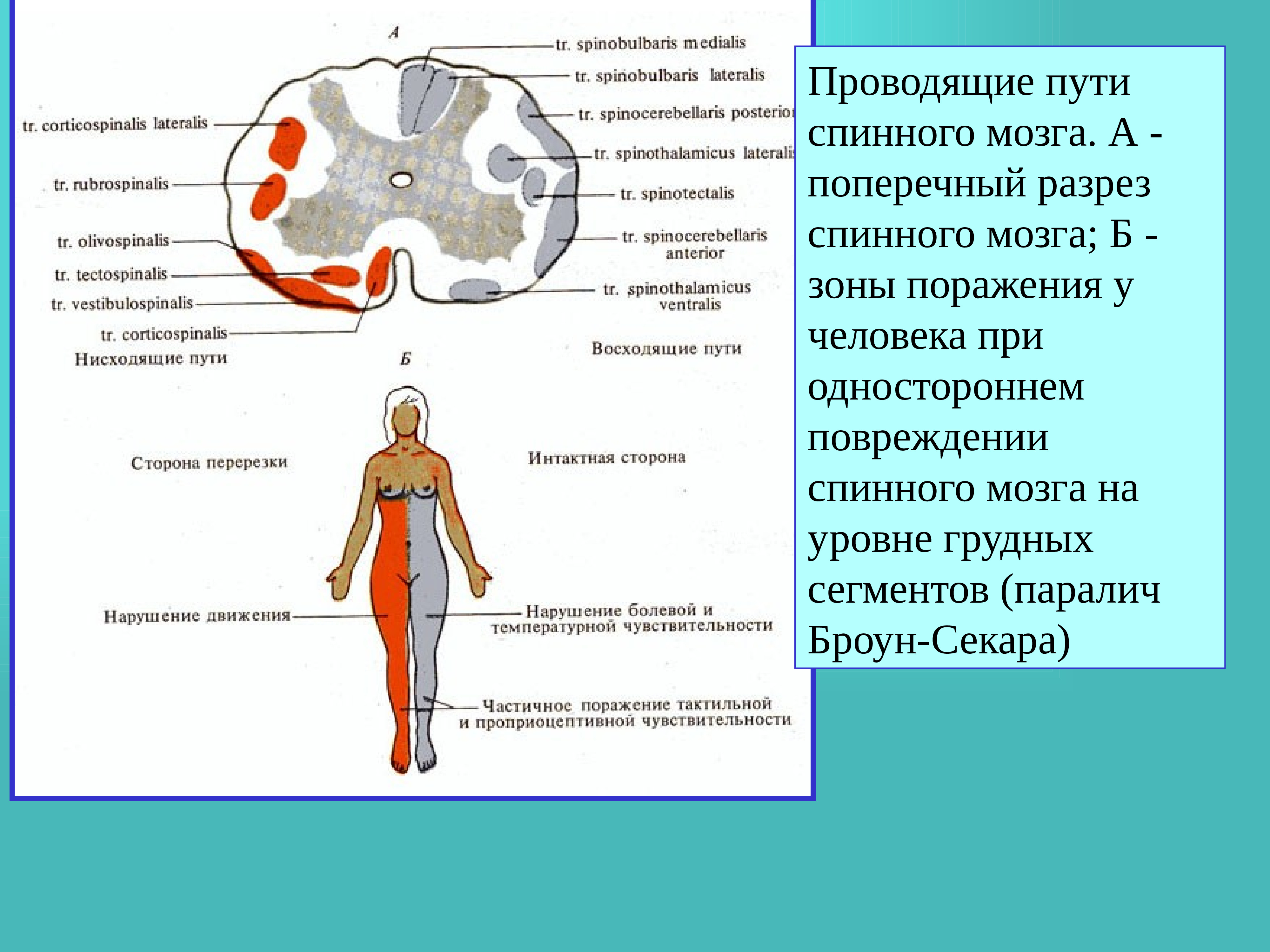 5 спинномозговых рефлексов. Рефлекторные акты человека при участии спинного мозга. Рефлекторная и Проводящая функции спинного мозга. Рефлекторная функция спинного мозга. Рефлексы спинного мозга.