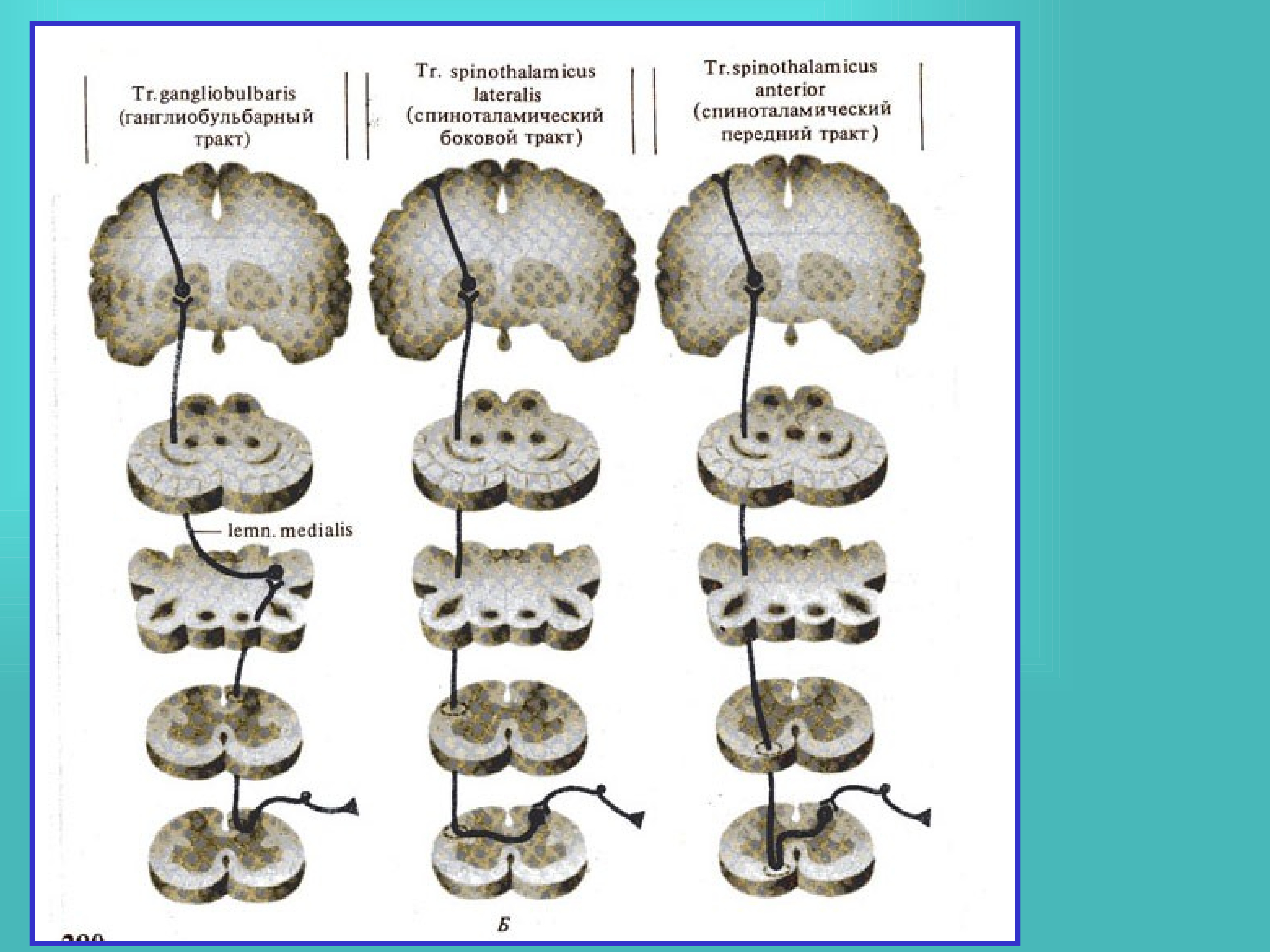 Передний спиноталамический путь схема