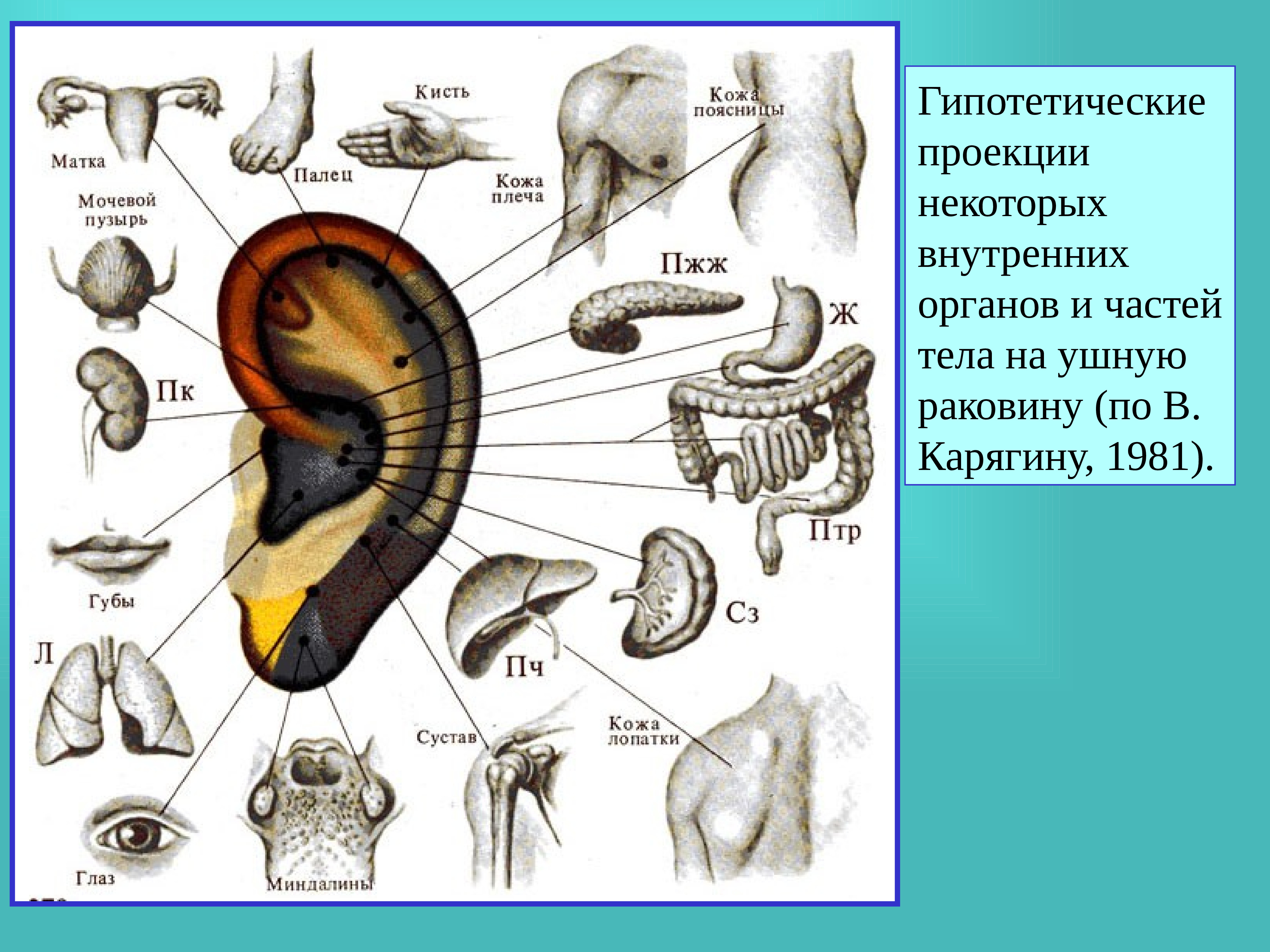 Проекция органов на ухе человека фото